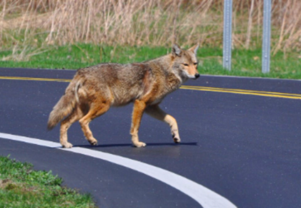 Salvano un cane, ma è un coyote